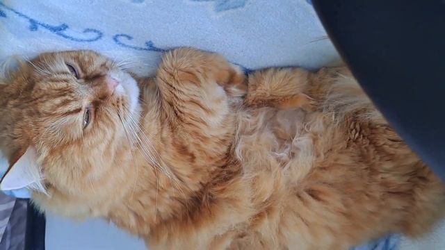 Історія Персика та Кузі: знайомство кота та домового #?