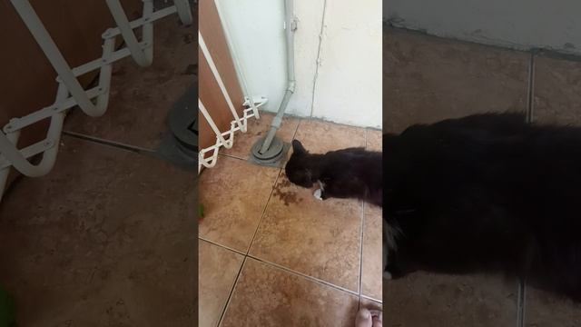 Цезарь Вася пришёл, братан 😊