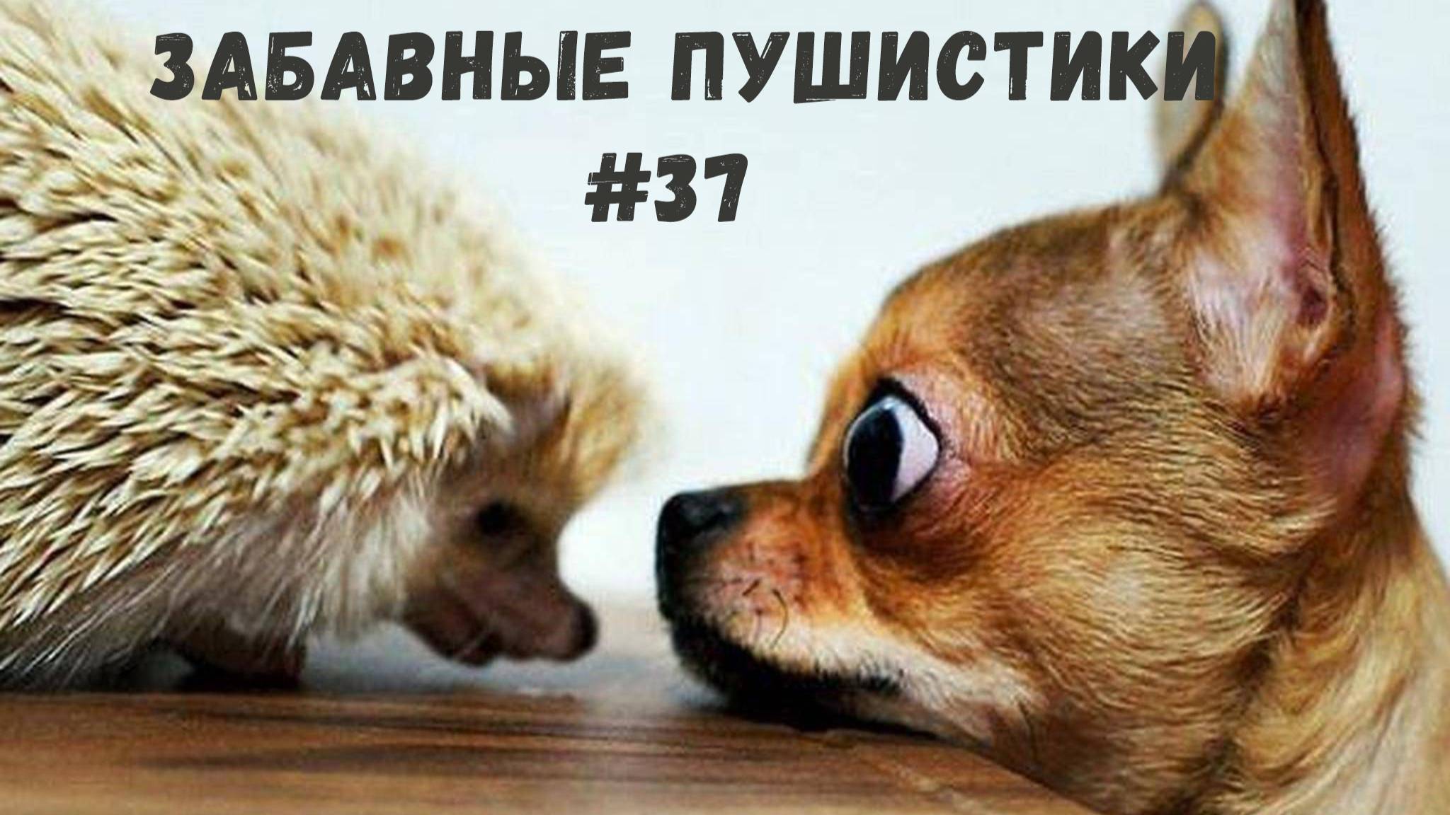 Я РЖАЛ ДО СЛЕЗ 😹 СМЕШНЫЕ КОШКИ И СОБАКИ  СМЕШНЫЕ ЖИВОТНЫЕ 2025 😹 ЛУЧШИЕ ПРИКОЛЫ #37