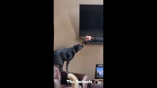 Приколы с животными!