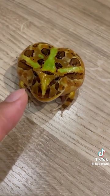 лягушка