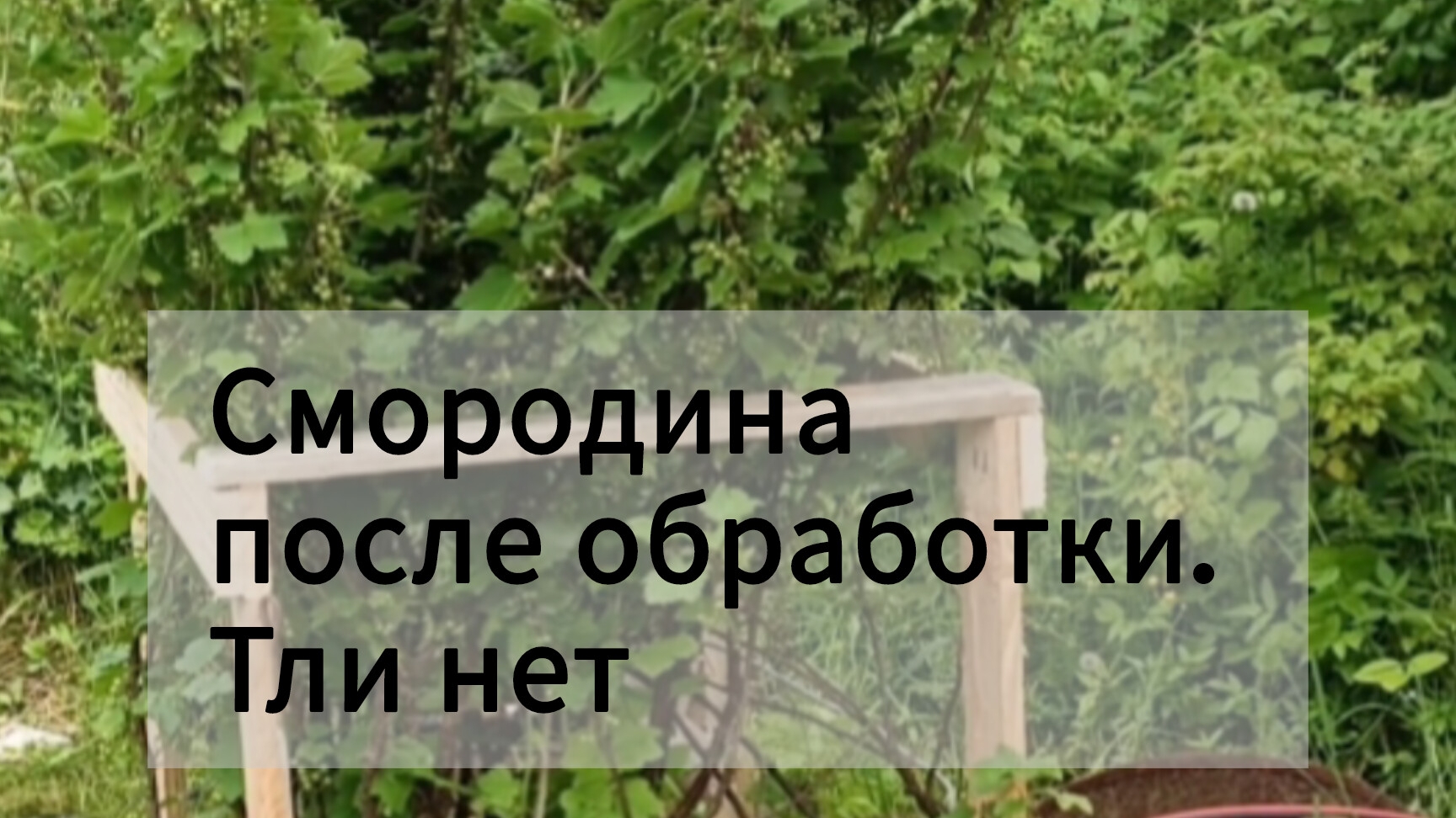 Как сработал Фитоверм от галовой тли