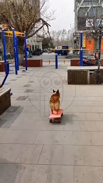 ycFRkdzOeEM - Funny Pets. Dog on a Skateboard #shorts #pets #funny #fannydog #animals