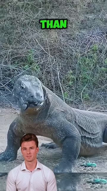 pL2hUoyQHJY - ＂Feast of the Dragon： The Komodo's Ruthless Mealtime Ritual＂ #shorts #animals