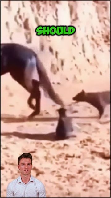 tX5VyI5_hB0 - Hoofed Havoc： When Horses Play Kick the Canine #shorts #animals #facts