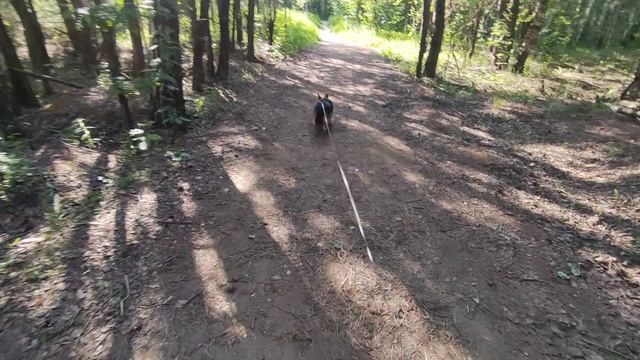 Свернули на лесную тропку, красота, ёлочки, птички, насекомые ррафф