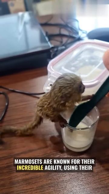 s3xJvhdD1C0 - Pygmy Marmoset ｜ The Finger Monkey #shorts