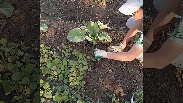 Опять ДЕРЕВНЯ - копченое сало, прополка и отдыхать👍
