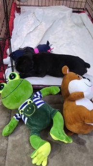 Моя любимая собака Кассиопея