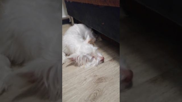 Белла что ты любишь кушать