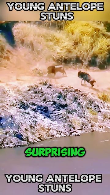 yD8qHn3ZPJw - ＂Young Antelope Stuns, Forces Lion Retreat with Brutal Counterattack＂ #shorts  #animal