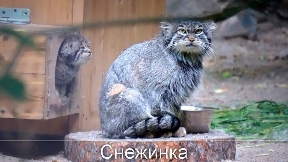 Две мамы, Снежинка и Мия и их маленькие котята.