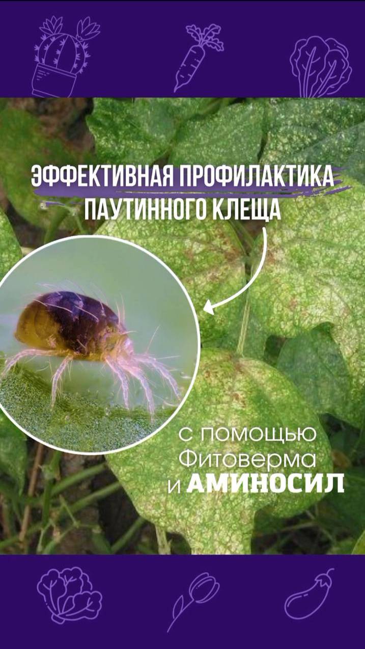🌿 Эффективная профилактика паутинного клеща с помощью Фитоверма и АМИНОСИЛ🌿
