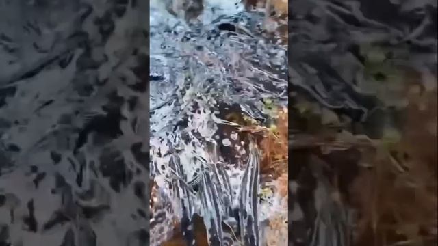 Река_ушла_а_рыба_осталась_Щука_в_лужах_после_разлива_рыбалка_щук