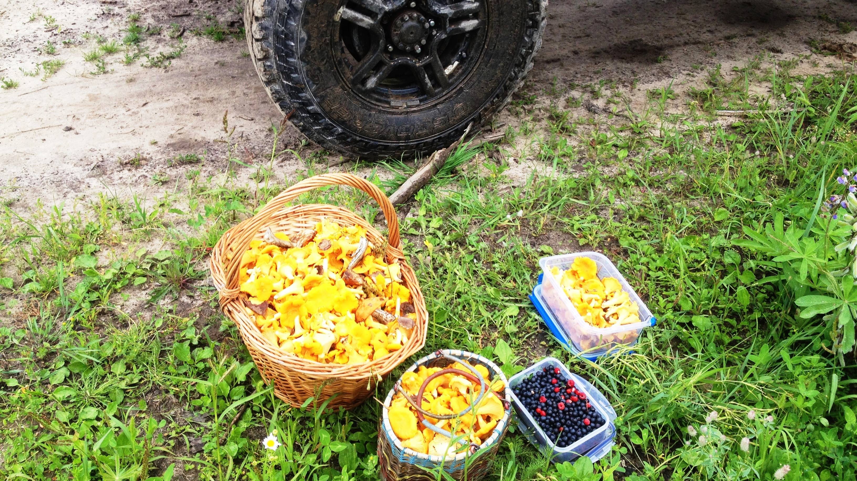 За лисичками
