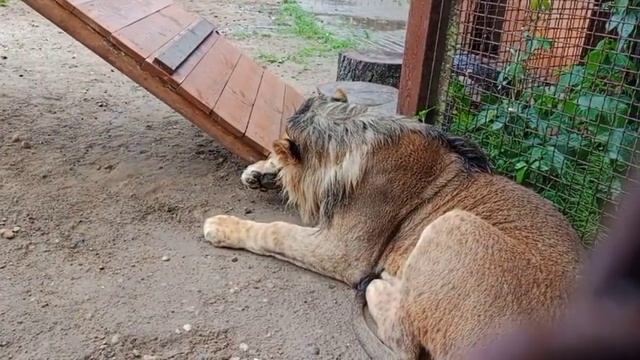 Вымыл шерстку. Видео от опекуна Светланы