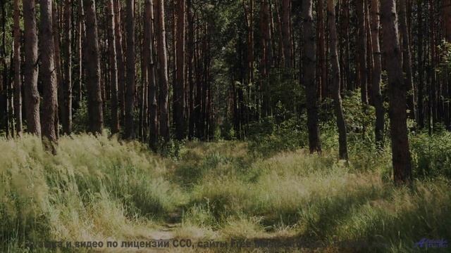 Почему все помешаны на этом - Come Back Home -- The Hipshakes -- Live at WFMU on Burn It Down with N