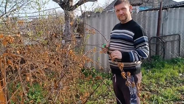 Обработка клубники // Точечный покос травы // Весна на к