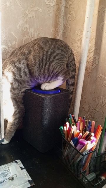 Алиса дрессирует моего кота.