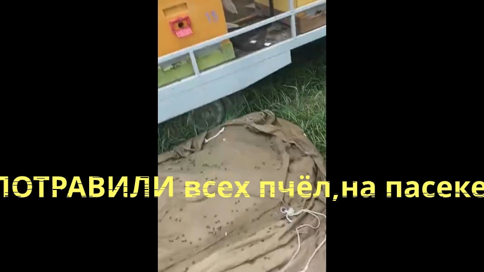Потравили всех пчел, что творят агрономы.
