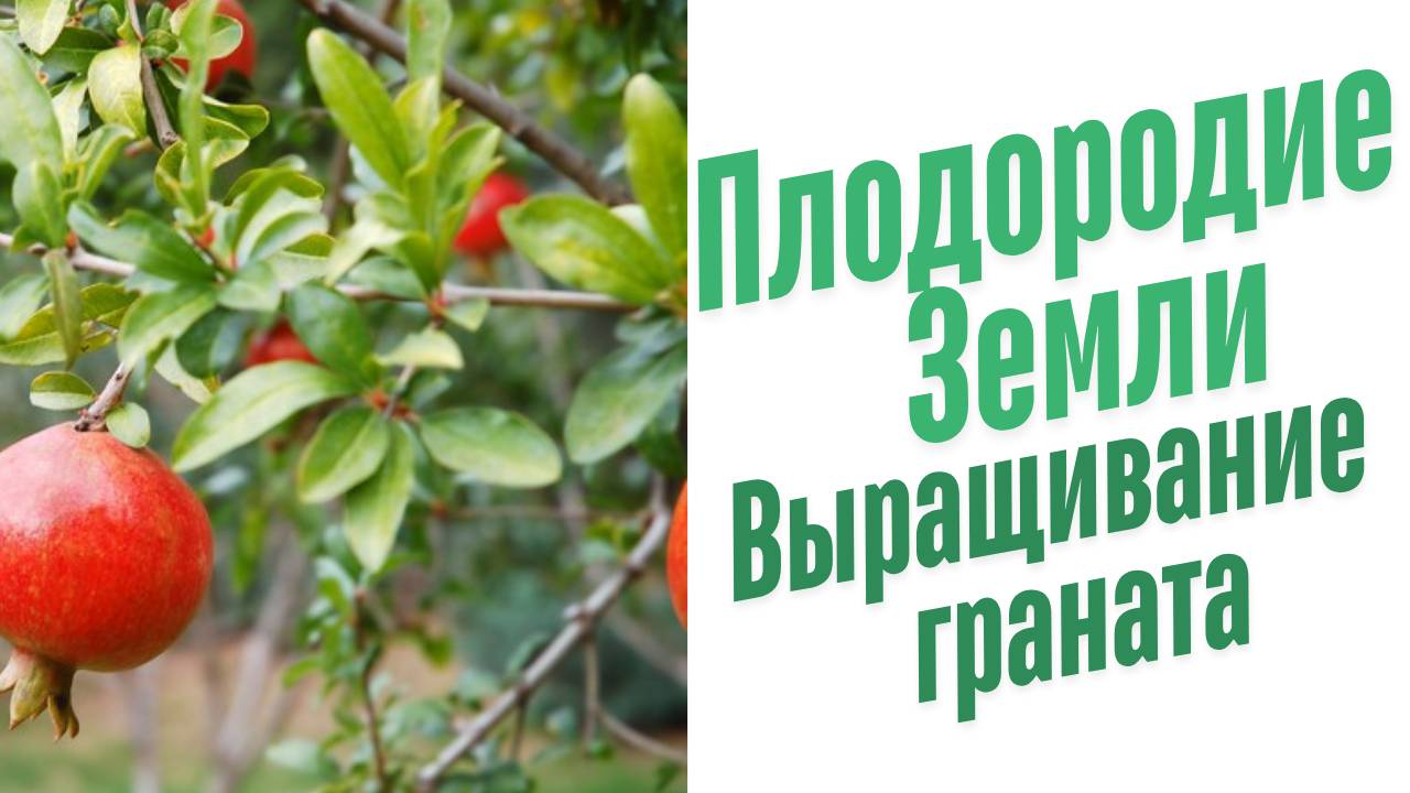 Выращивание граната.