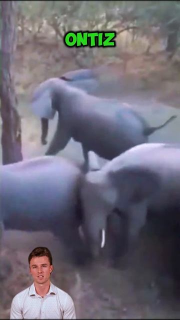 sGnIJhmA0fs - ＊Guardians of the Savannah： How Elephants Protect Their Young＊＊ #shorts #elephant #wil