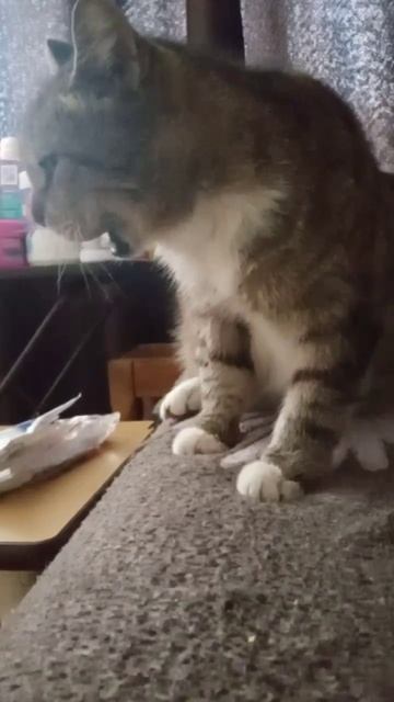 😻😸