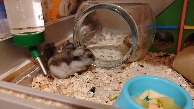 Малыши кушают яблоко