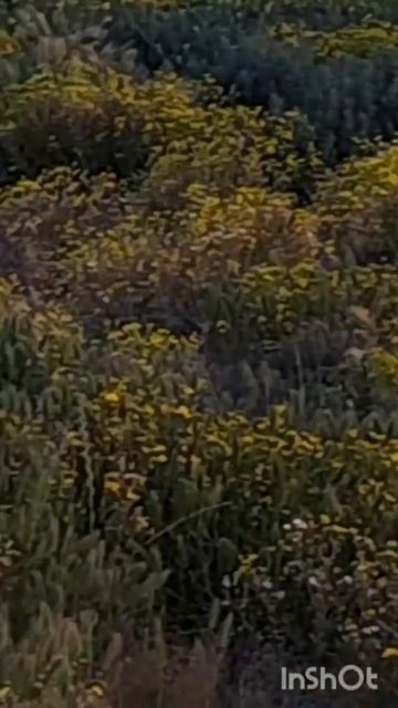scene_output.mp4