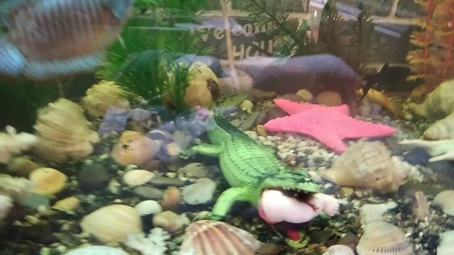 И снова они,рыбы