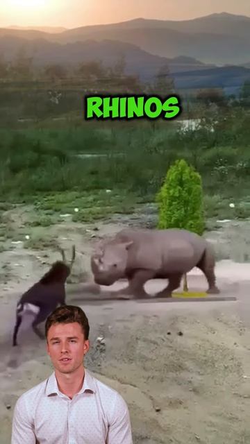 pJRMKqeRSek - Unusual bullfight： Goat and rhinoceros #shorts #animals