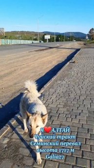 Алтай Чуйский тракт Семинский перевал