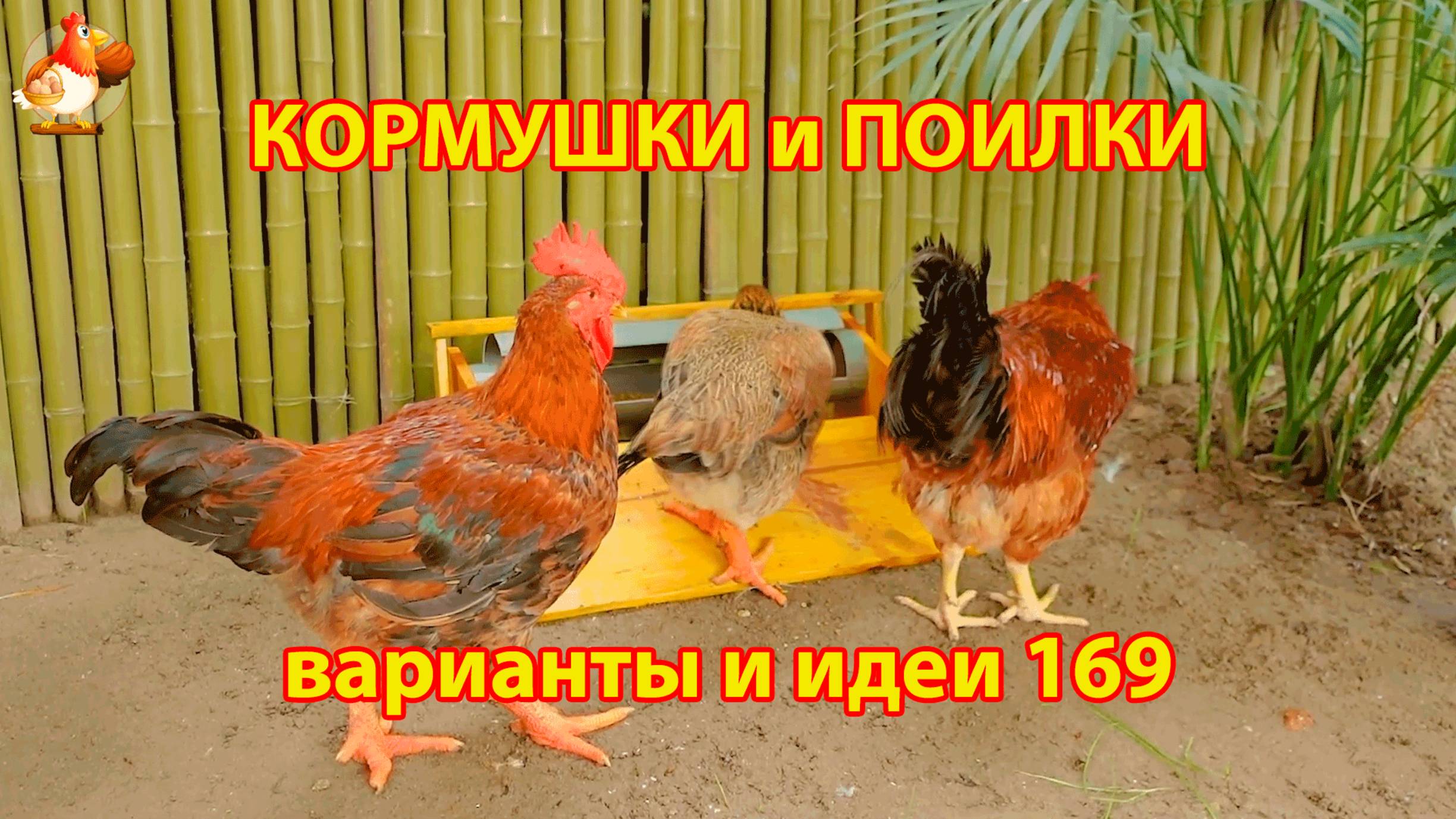 Кормушки и поилки для кур своими руками (169) 🪚✂️ Пошаговая инструкция как сделать 🐔 🐓❣️