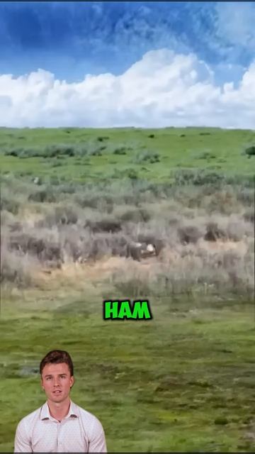 tqiTk-8mQMU - ＂The Hare's Daring Somersault Escape＂ #shorts #animals #wildlife #viral #funny