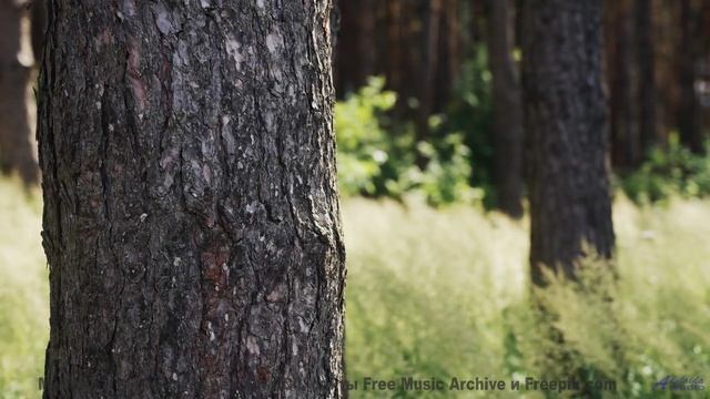 Музыка, которая звучит так, будто её написали духи природы! - Рок-звезда с тихим голосом -- Александ