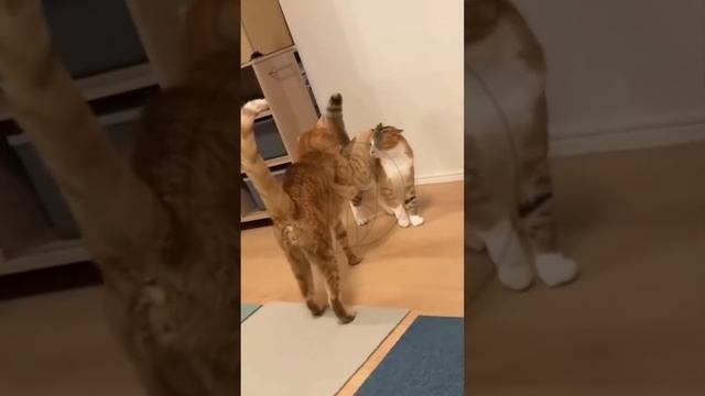 zDaRmFbFP-w - Funny Pets. Funny stories with cats #shorts #funny #cat #pets