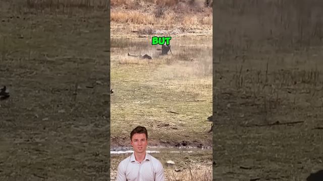zztDjGv-zsg - Leopard’s Lucky Feast： When Stealth Meets Snack Time #animals #shorts  #wildlife