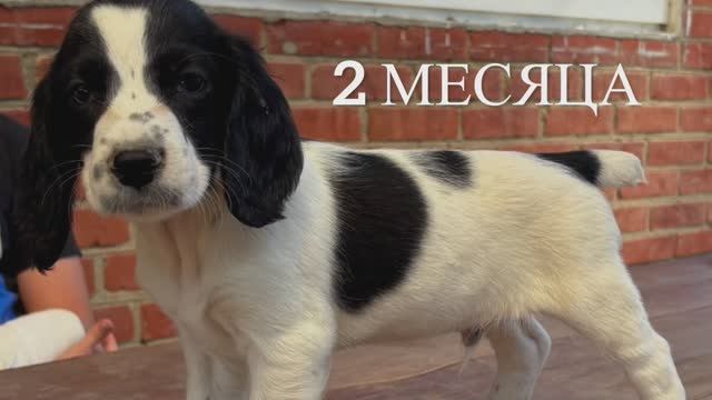 Щенку РОС 2 месяца