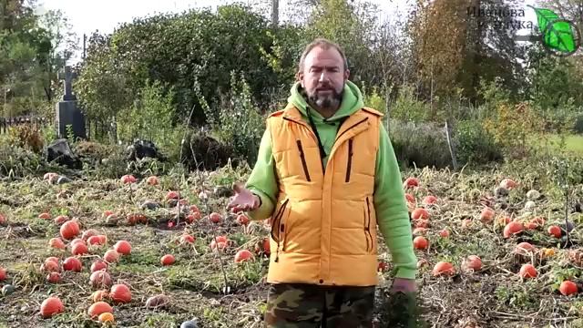 ПОЛОЖИТЕ ЭТО РЯДОМ С КАРТОФЕЛЕМ И ОН НЕ БУДЕТ ПОРТИТЬСЯ И ПРОРАСТАТЬ! Натуральное средство.