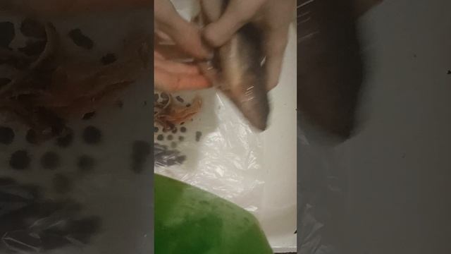 Разделка окуня на мясо
