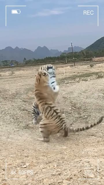 v3S5i3Flzlg - Tiger Battle： Bravery Triumphs #shorts #animals #wildlife #wildanimals #viral