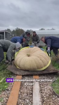 Как вырастить огромную тыкву