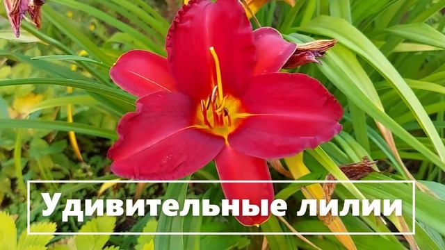 Лилии на садовом участке. №2 (12)