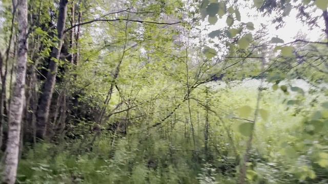 Продется редкий участок на границе с лесом.
Уютное, ухоженное, дружное садоводство!