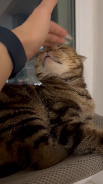 Милая шотландская вислоухая кошечка 🐱