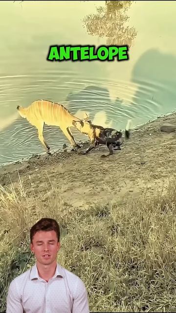 kqztzWytP9w - The Lake Standoff： A Thrilling Tale of Antelope Versus Wild Dog #shorts #animals #wild