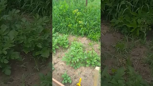 VID_20250612_132449.mp4