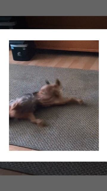 Йоршский терьер | потягушки🐻