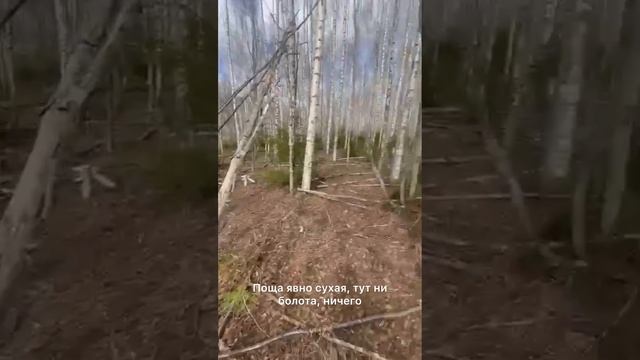 Вологодская область, Великоустюгский муниципальный округ, деревня Благовещенье