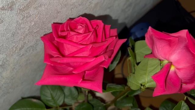 Снова красивые цветочки